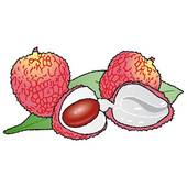 Lychee Illustrations And Clip Art  11 Lychee Royalty Free