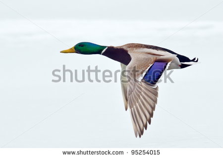 Mallard Duck Flying Stock Photo 95254015   Shutterstock