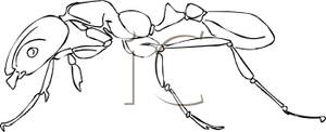 Outline Of A Crawling Ant   Royalty Free Clipart Picture