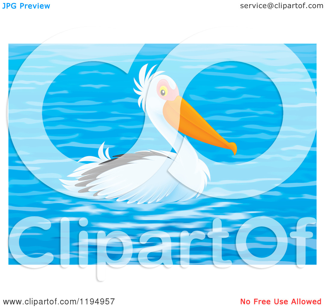     Pelican Floating On Blue Water   Royalty Free Clipart By Alex Bannykh