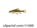 Royalty Free  Rf  Minnow Clipart Illustrations Vector Graphics  1