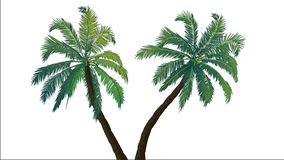 Two Palm Trees Royalty Free Stock Images