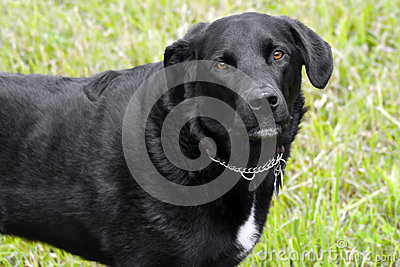 Black Lab Dog Looking Up At The Camera With Big Brown Eyes Outdoors