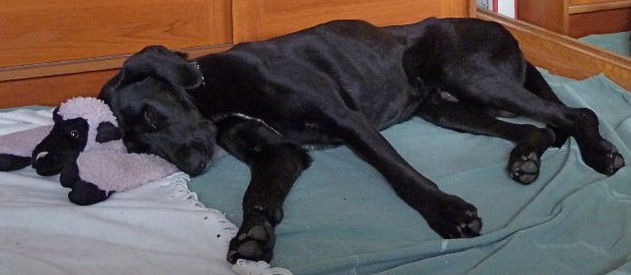 Black Lab Great Dane Mix Size The Plight Of The Black Coated Shelter