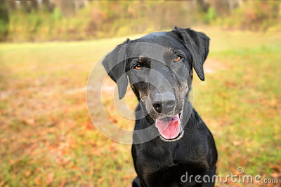 Black Lab Mix Dog Stock Photo   Image  50399635