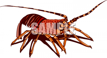 Find Clipart Lobster Clipart Image 31 Of 64
