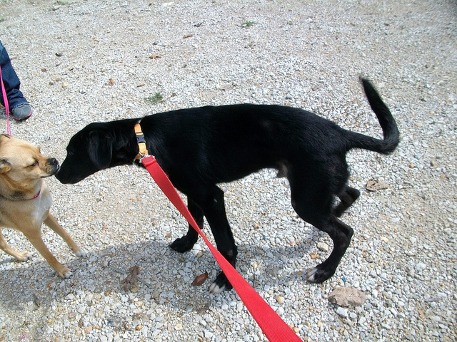 Male 0yrs 5 Months Black Labrador Retriever Dog 175081 Avail 10 3
