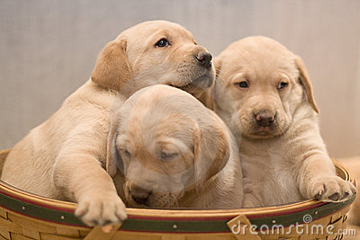 Yellow Labs Puppies