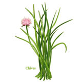 Chives Herb Stock Image   Image  8263641