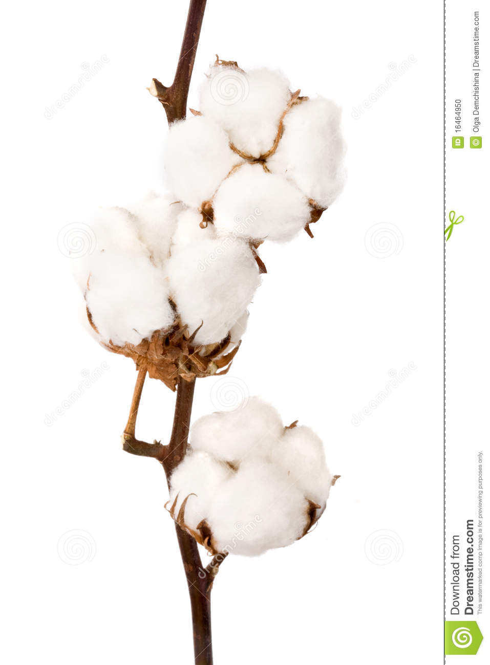 Cotton Clipart Cotton Plant On A White