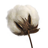 Cotton Farm Clipart Cotton Boll