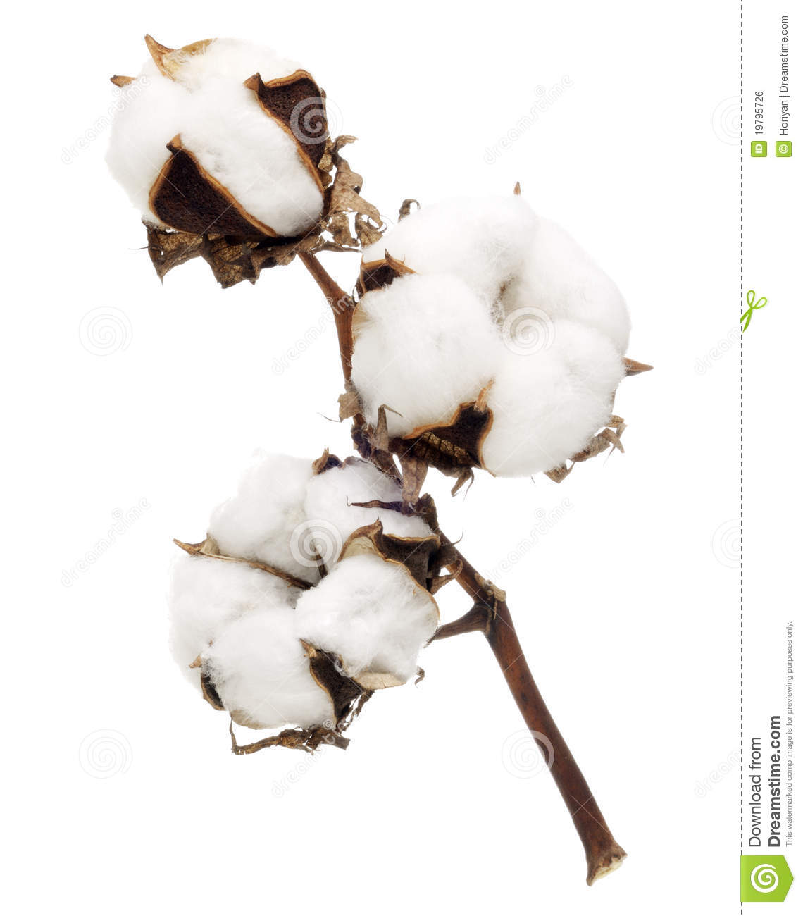 Cotton Farm Clipart Cotton Flower