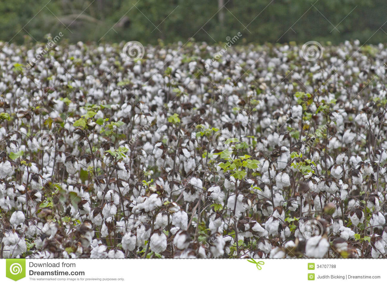 Go Back   Pix For   Cotton Farm Clipart