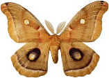 Some Butterflies And Moths Have Large Eyespots  These Eyespots Trick