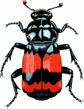 Animated Animal Clipart  Cartoon Picture Of Bug