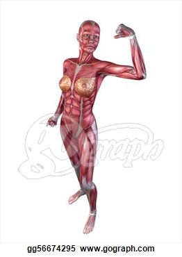 Drawing   Female Bodybuilder Pose  Clipart Drawing Gg56674295