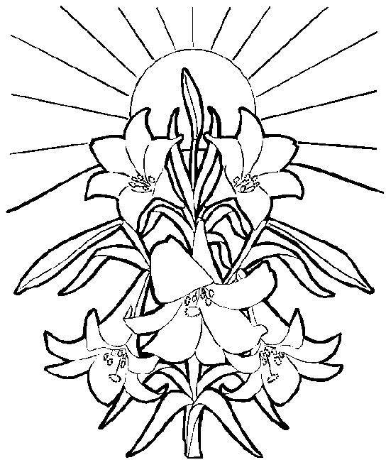 Easter Lily Clipart Free   Quoteeveryday 