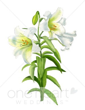 Easter Lily Clipart   Wedding Lily Clipart