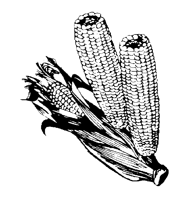 Food Clipart Page 12   Fruits And Vegetables Corn On The Cob Bell