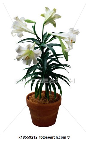 Potted Easter Lily Clipart Potted Easter Lily Plant