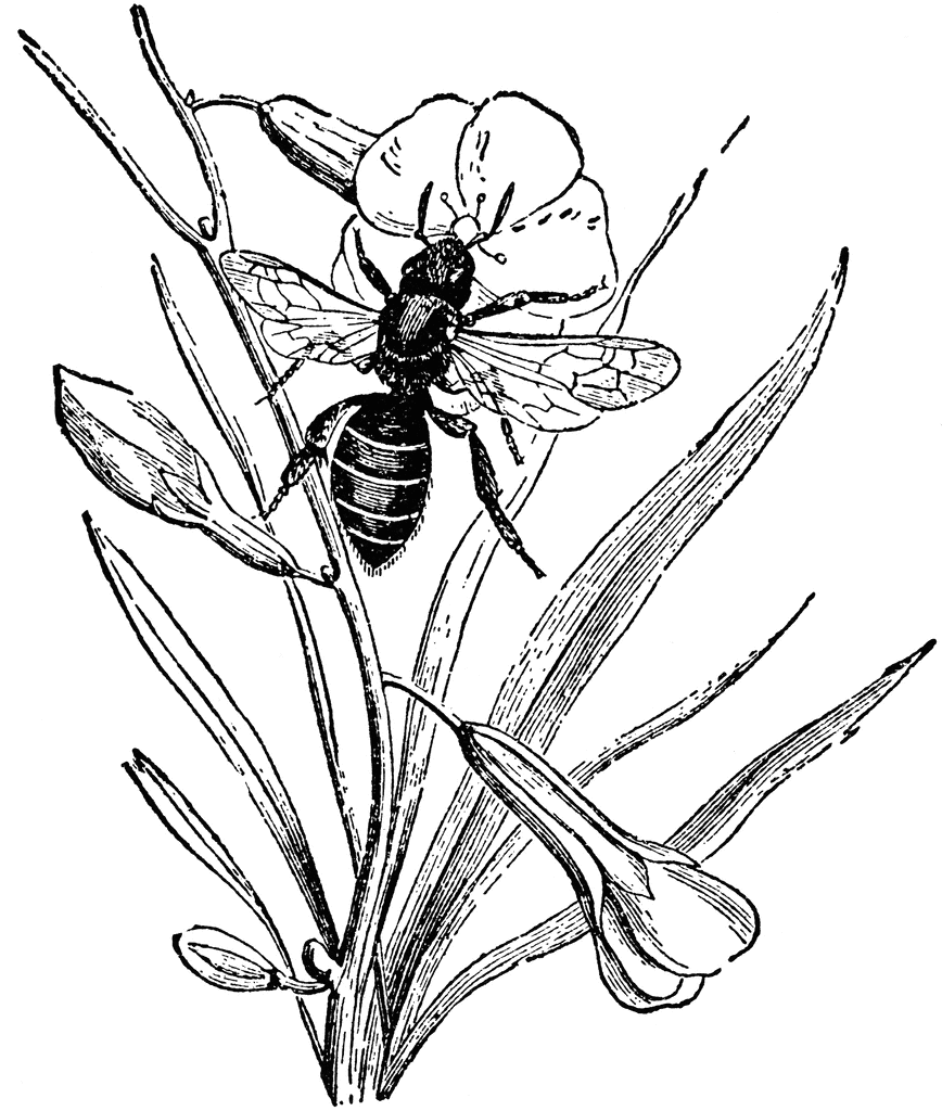 Bee Pollinating A Flower   Clipart Etc