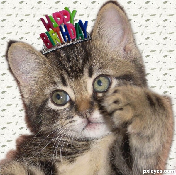 Birthday Kitten Picture By Demi For  Happy Birthday Photoshop Contest    