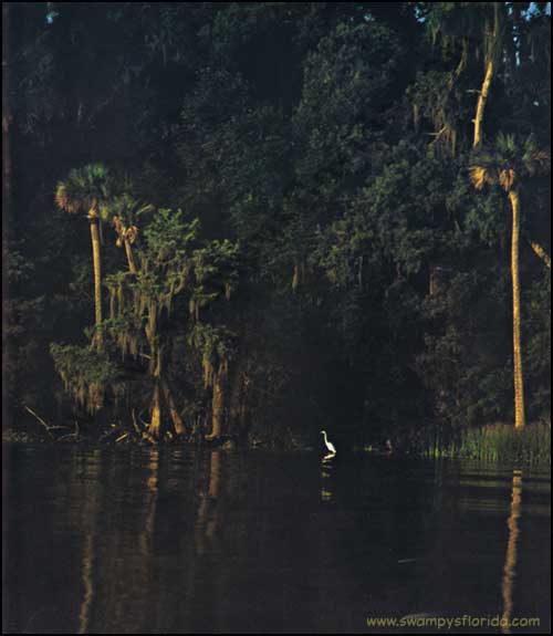 Florida Photos  St  Johns River 1972    Swampy S Florida