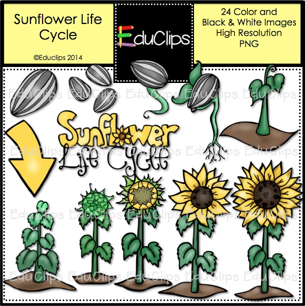 Home   Products   Sunflower Life Cycle Clip Art Bundle  Color And B W