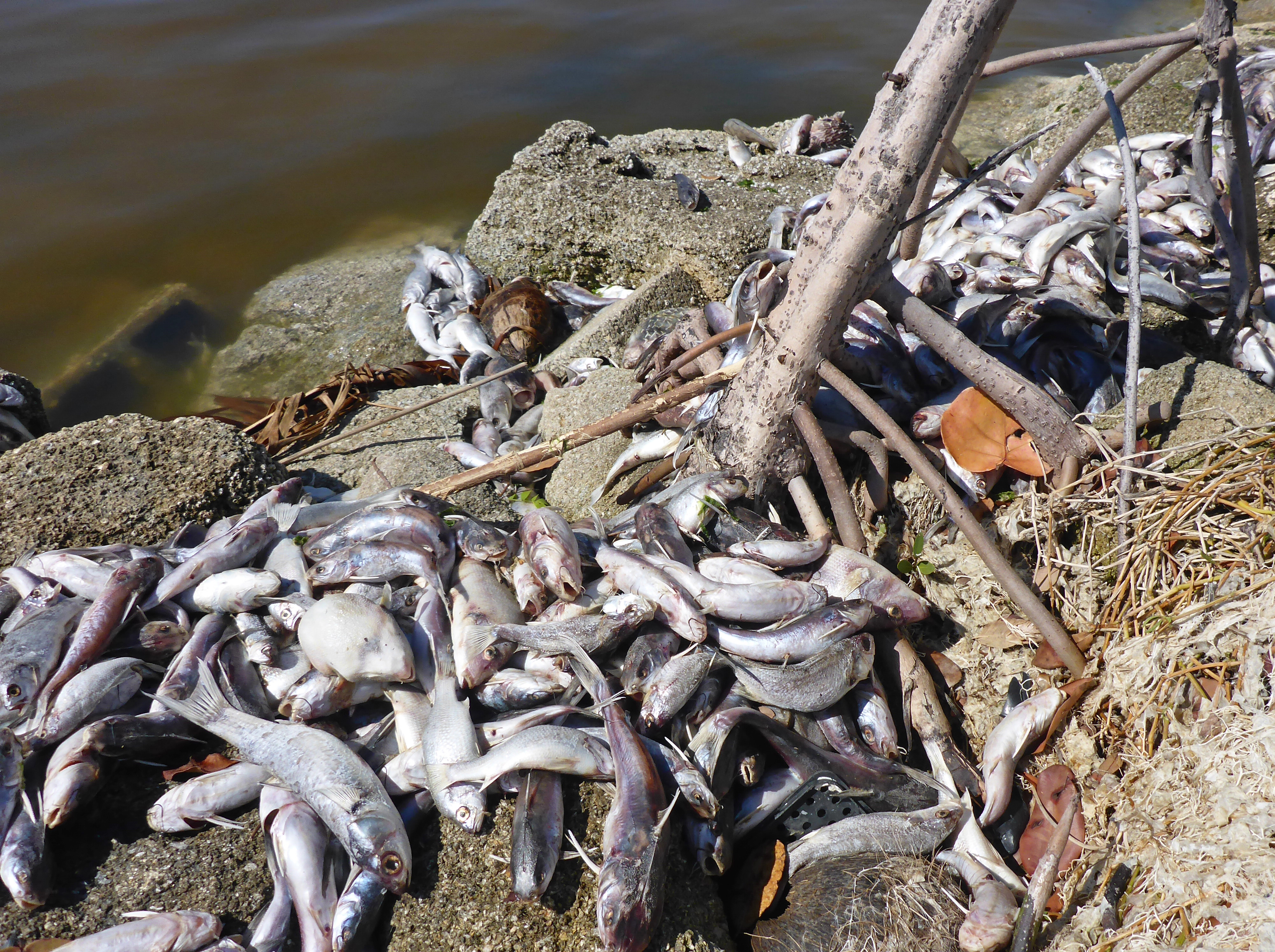 Northern Indian River Lagoon Fish Kill   Florida Sportsman