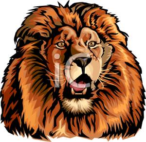 The Face Of A Male Lion   Royalty Free Clipart Picture