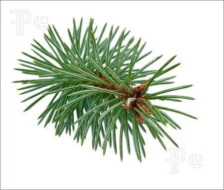 There Is 40 Pine Bough   Free Cliparts All Used For Free