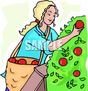 Apple Tree Clipart A Woman Picking Apples