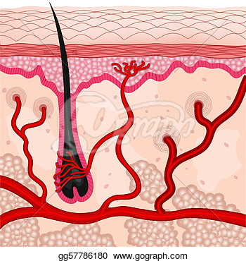 Drawing   Illustration Of Human Skin Cells  Clipart Drawing Gg57786180