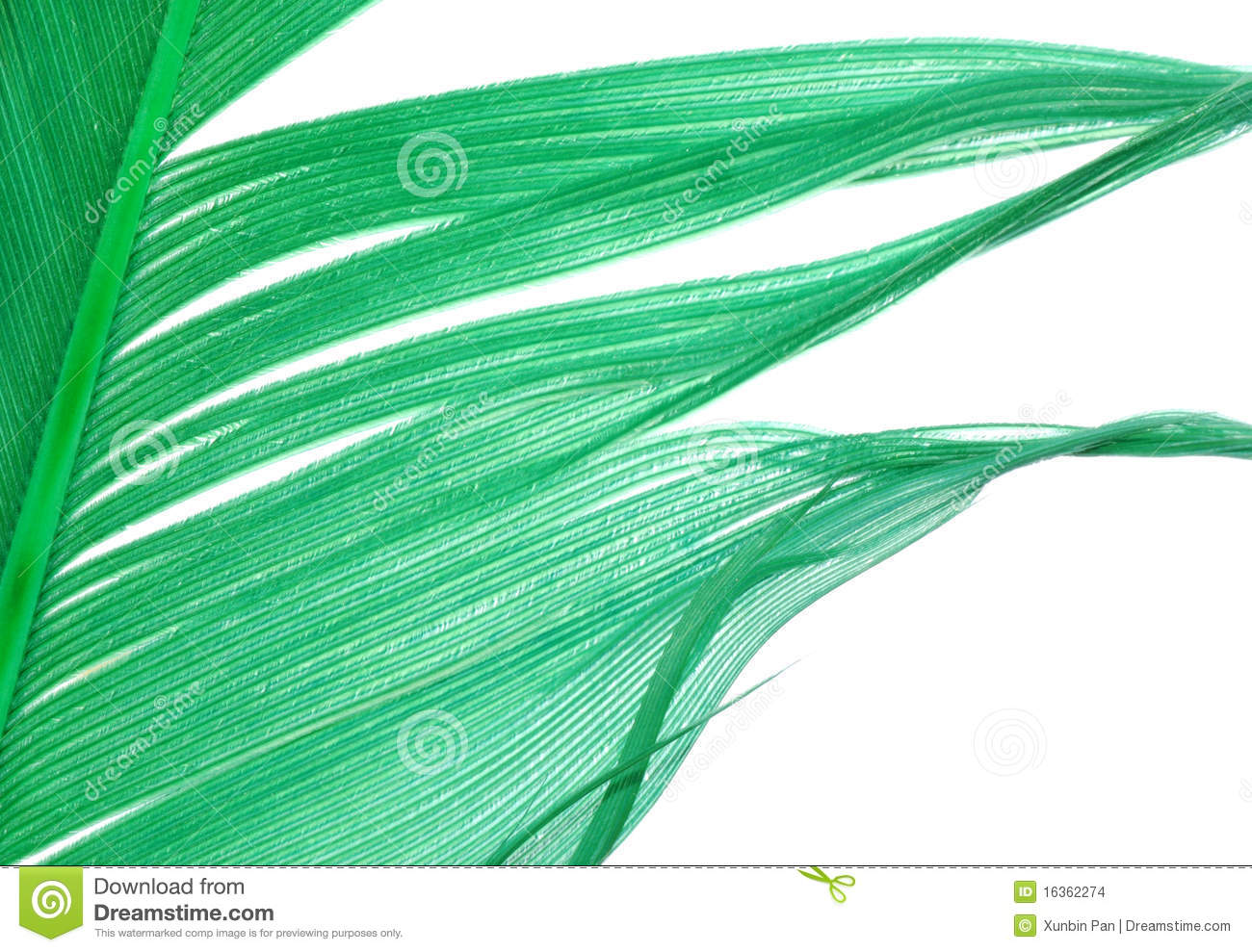 Green Feather Abstract Texture Stock Images   Image  16362274