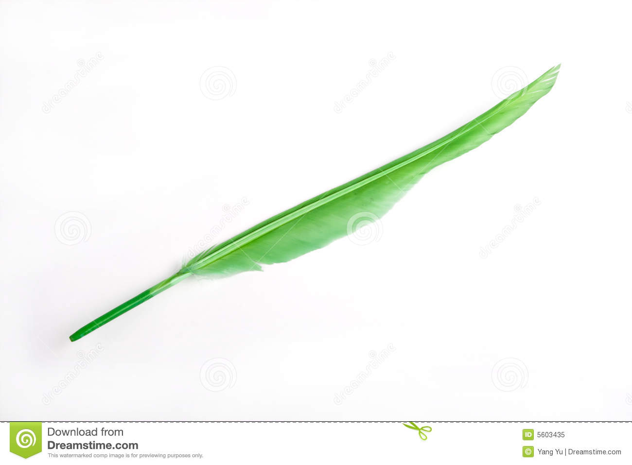 Green Feather Royalty Free Stock Photo   Image  5603435