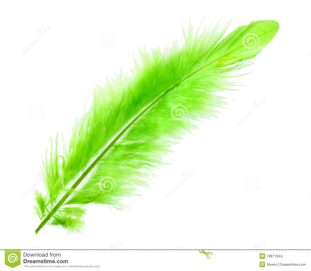 Green Feather Stock Images   Image  18871844