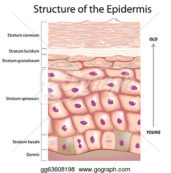     Of The Epidermis The Outmost Layer Of Human Skin  Clipart Gg63608198