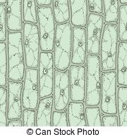 Plant Cell Pattern   Plant Cells Under Microscope Seamless