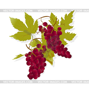 Wine Grapes Clip Art Red Wine Grapes   Vector