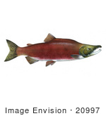 Clipart Salmon