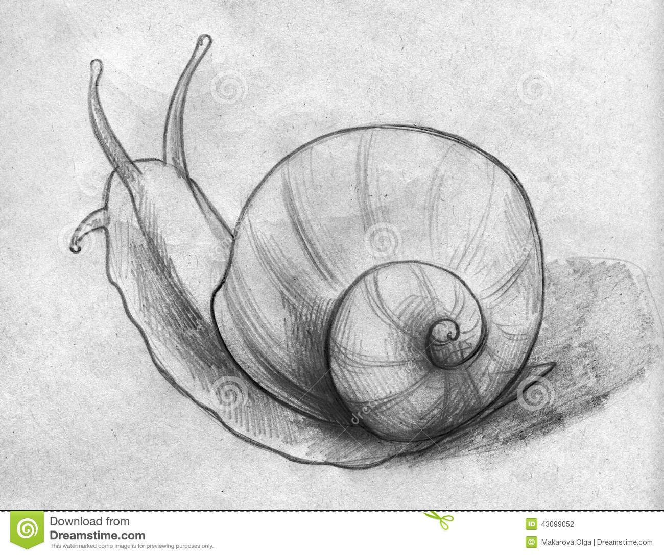 Hand Drawn Pencil Sketch Of A Snail Slowly Moving Somewhere