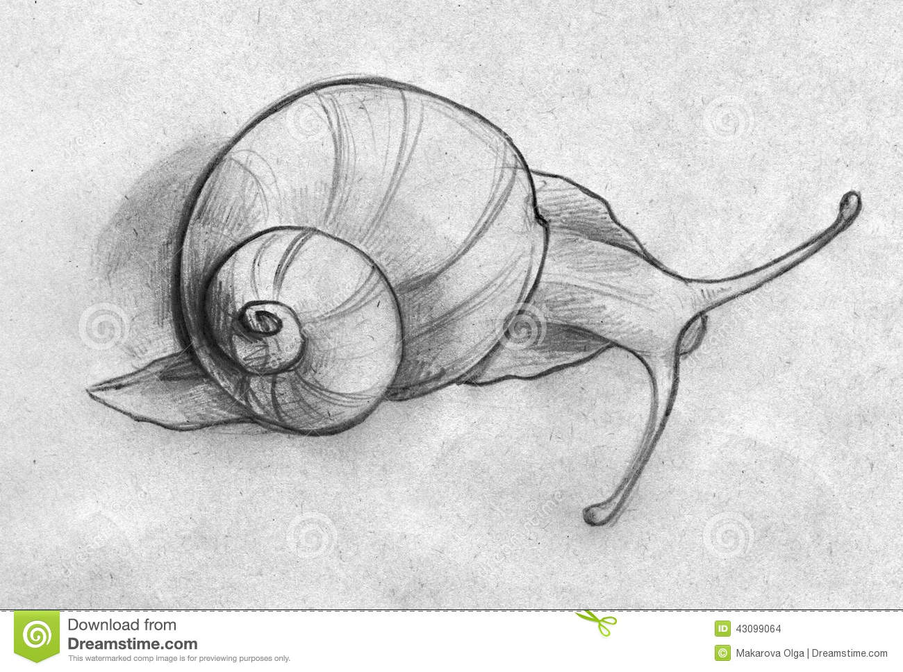 Hand Drawn Pencil Sketch Of A Snail Slowly Moving Somewhere  Top View