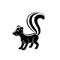 Skunk Drawings   Animalgals