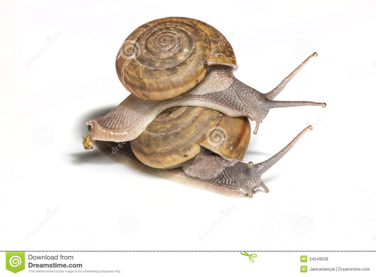 Snail Riding On A White Background Are Moving Slowly