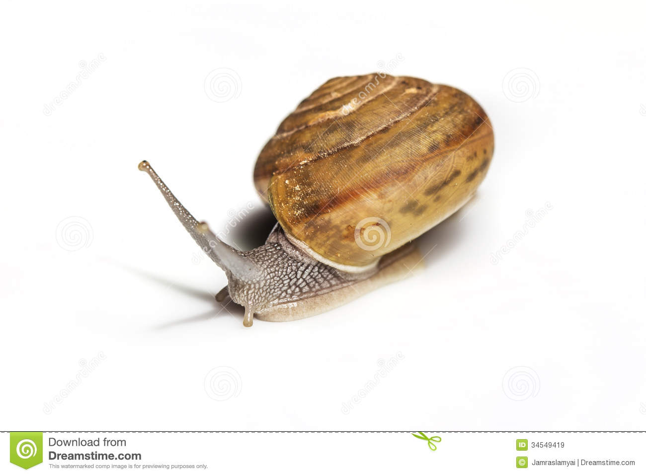 Snail Royalty Free Stock Images   Image  34549419