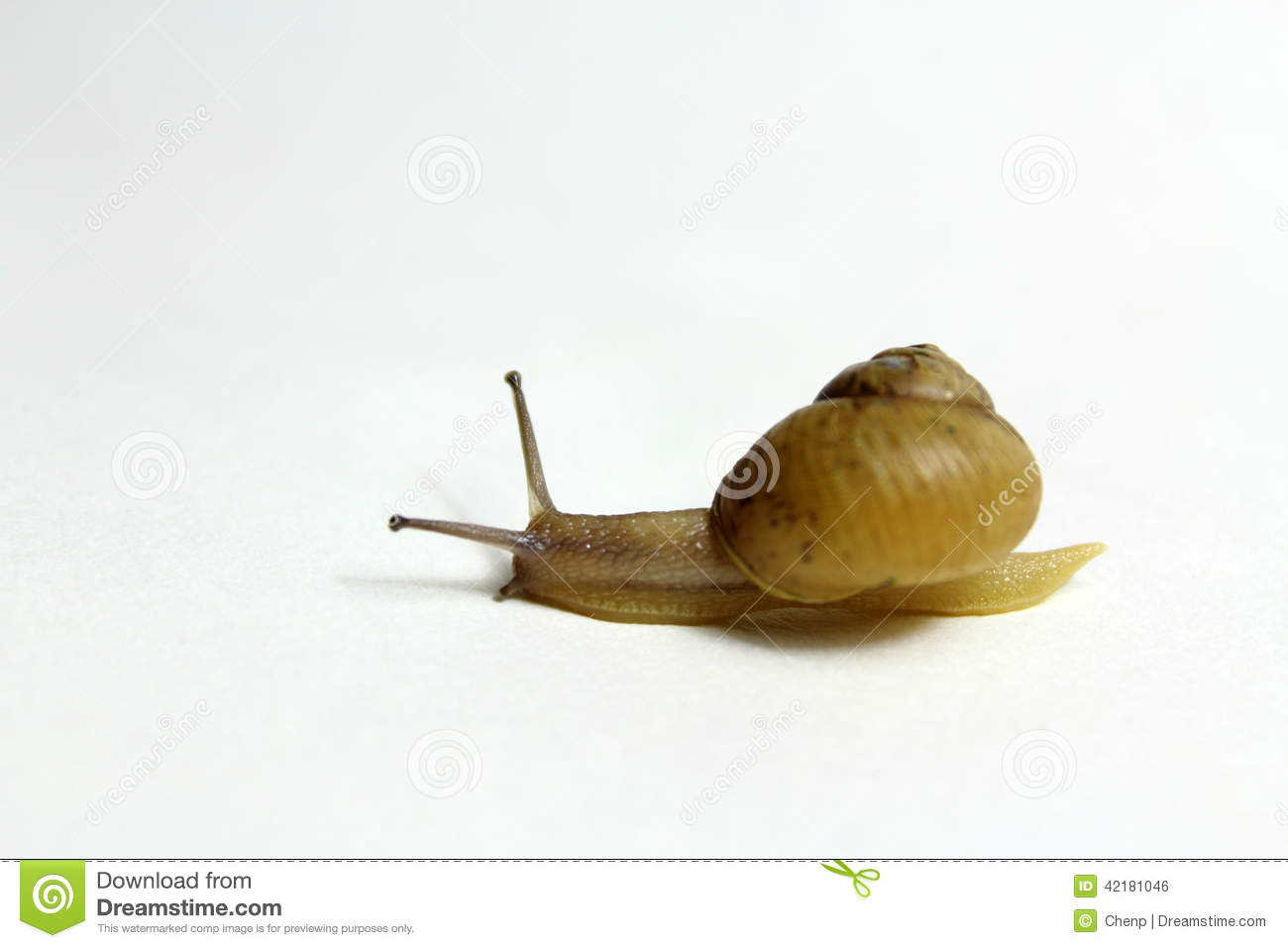 The White Background Moving Slowly Crawling Snail