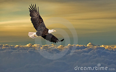 Bald Eagle Flying Above The Clouds Royalty Free Stock Photos   Image    