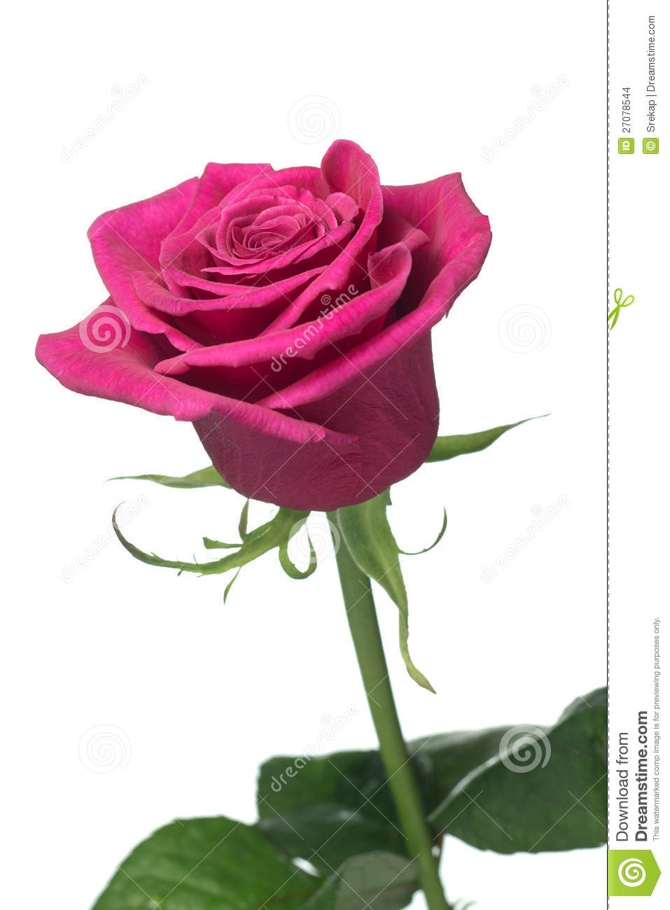 Beautiful Cerise Pink Rose With Focus On The Centre Of The Rose