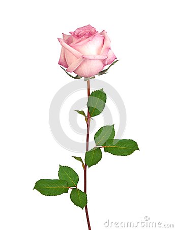 Beautiful Single Pink Rose Beautiful Single Pink Rose 37527128 Jpg