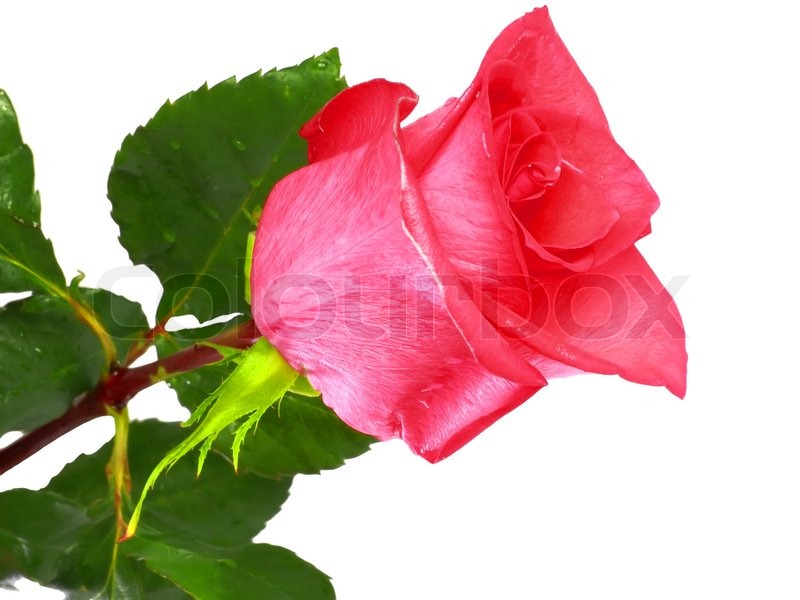 Beautiful Single Pink Rose   Clipart Panda   Free Clipart Images